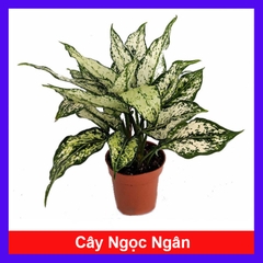 Cây Ngọc Ngân