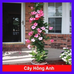 Cây Hồng Anh Dây Leo