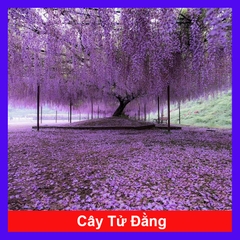 Cây Tử Đằng