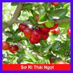 Cây Sơ Ri Thái