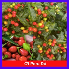 Cây Ớt Peru (Đỏ)