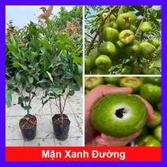 Cây Mận Xanh Đường