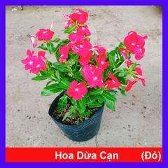 Cây Hoa Dừa Cạn (Đỏ)