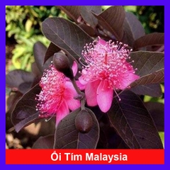 Cây Ổi Tím