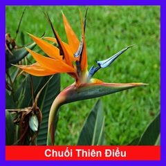 Cây Chuối Thiên Điểu