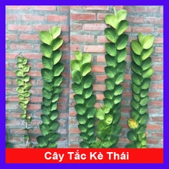 Cây Tắc Kè