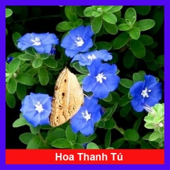 Cây Hoa Thanh Tú