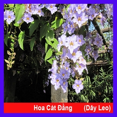 Cây Cát Đằng Dây Leo