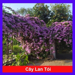 Cây Lan Tỏi