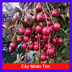 Cây Nhãn Tím