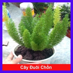 Cây Đuôi Chồn