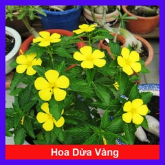Cây Hoa Dừa Vàng