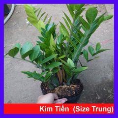 Cây Kim Tiền (Size Trung)