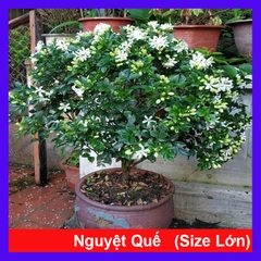 Cây Nguyệt Quế (Lớn 60cm)