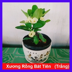 Cây Xương Rồng Trắng