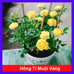 Cây Hồng Tỉ Muội Vàng