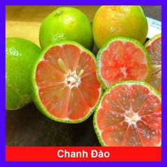 Cây Chanh Hồng Đào