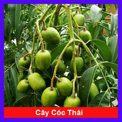 Cây Cóc Thái