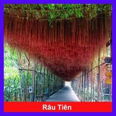 Cây Râu Tiên