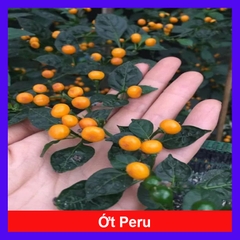 Cây Ớt Peru (Vàng)