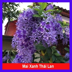 Cây Mai Xanh Thái Lan (Nhỏ)