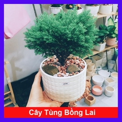 Cây Tùng Bồng Lai