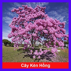 Cây Kèn Hồng
