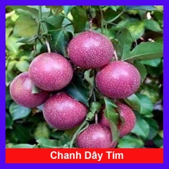Cây Chanh Dây (Tím)