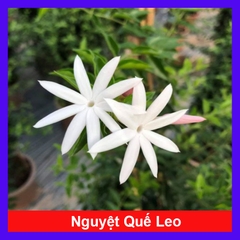 Cây Nguyệt Quế Leo