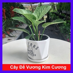 Cây Đế Kim Cương