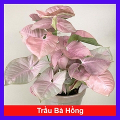 Cây Trầu Bà Hồng