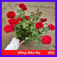 Cây Hồng Tỉ Muội Siêu Bông