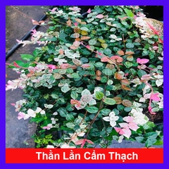 Cây Thằn Lằn Cẩm Thạch