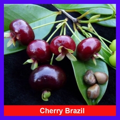 Cây Cherry Brazil