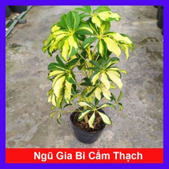 Cây Ngũ Gia Bì Cẩm Thạch