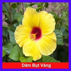 Cây Dâm Bụt Vàng