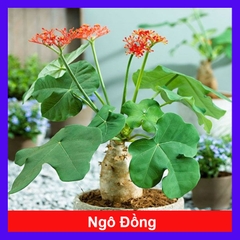 Cây Ngô Đồng