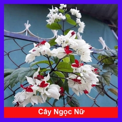 Cây Ngọc Nữ