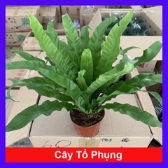 Cây Tổ Phụng