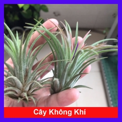Cây Không Khí