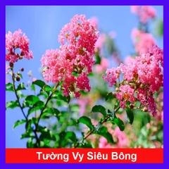 Cây Tường Vy Siêu Bông