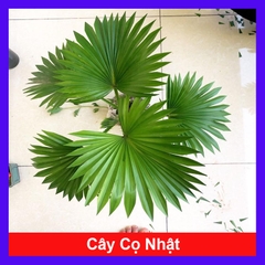 Cây Cọ Nhật