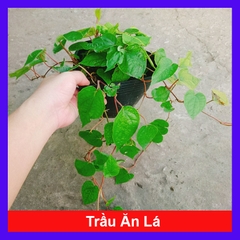 Cây Trầu Ăn Lá