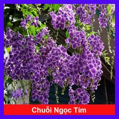 Cây Chuỗi Ngọc SB (Tím)