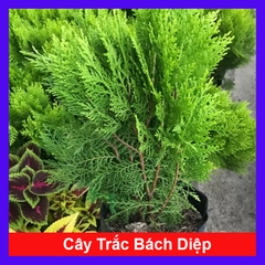 Cây Trắc Bách Diệp