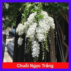 Cây Chuỗi Ngọc SB (Trắng)