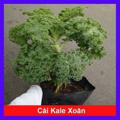 Cây Cải Kale