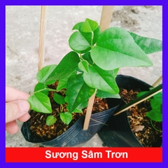 Cây Sương Sâm Trơn