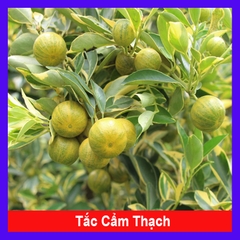 Cây Tắc Cẩm Thạch