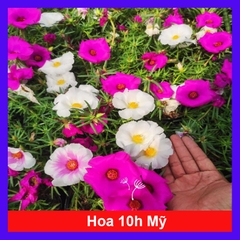 Cây 10h Mỹ